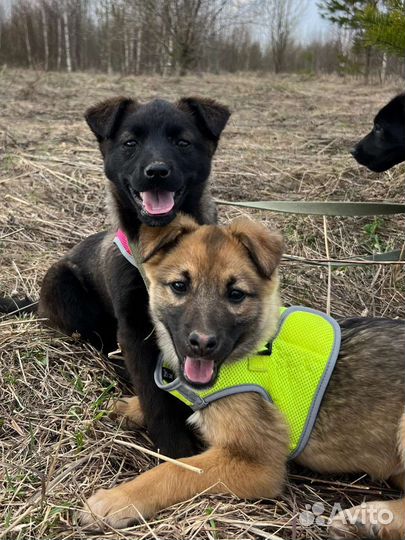 Щеночки 2 месяца