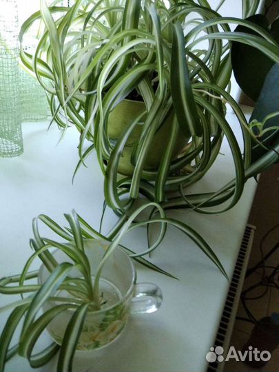 Хлорофитум кучерявый