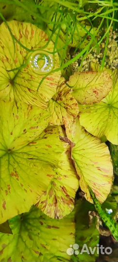 Нимфея тигровая