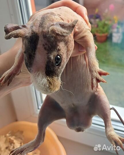 Морские свинки скинни +ген скинни крестед+корм