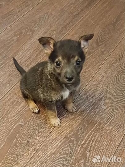 Щенок 1,5 месяца