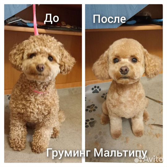 Груминг, стрижка собак и кошек (без выезда)