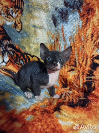 Донской сфинкс котенок