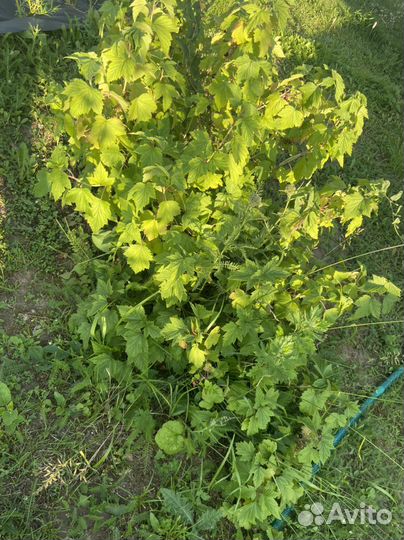 Куст черной смородины