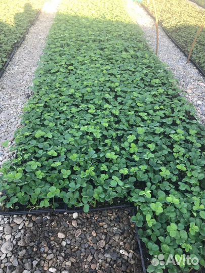 Рассада клубники