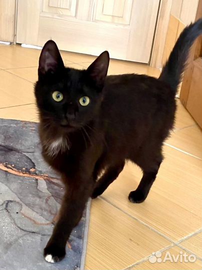 Котик