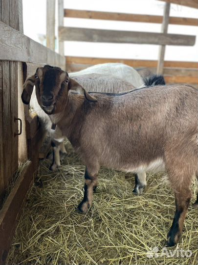 Коза дойная