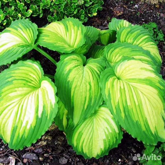 Хоста Second Coming, War Paint и др