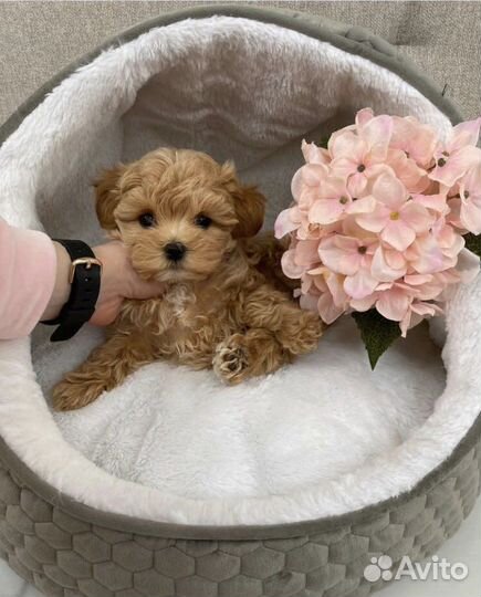 Щенки мальтипу f1 мини