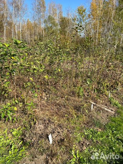 Продам оптом саженцы яблони,груши,сливы и т.д