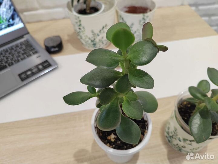 Толстянка денежное дерево