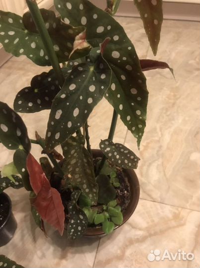 Бегония Макулата