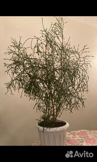 Хатиора Серосовая (Рипсалис) 