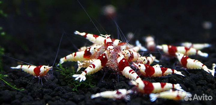 Аквариумные креветки