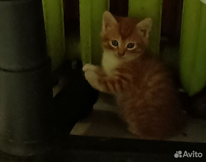 Отдам в добрые руки