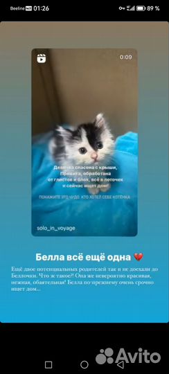 Котёнок девочка 2 месяца