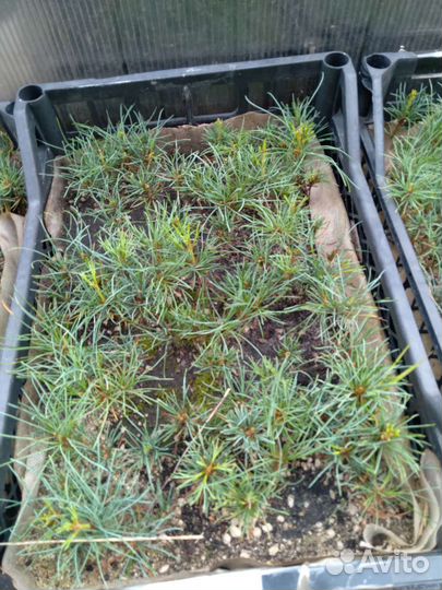 Сеянцы хвойных