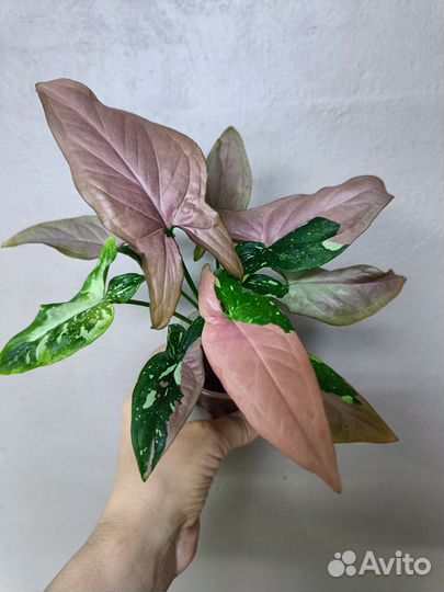 Сингониум Рэд Спот триколор