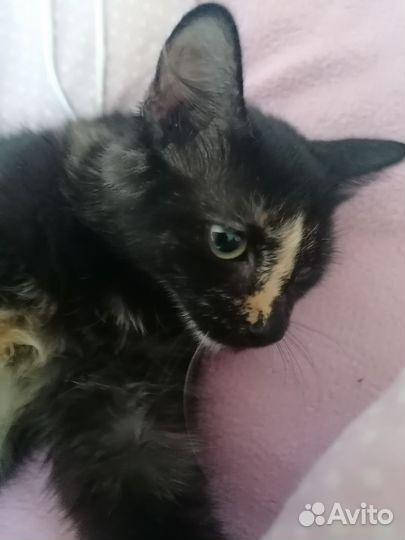 Котята в дар