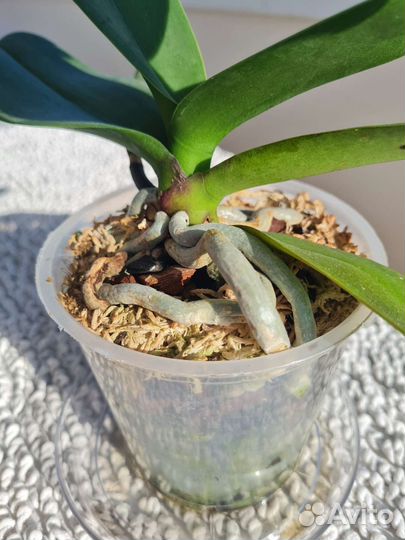 Орхидея фаленопсис пелорик трилипс 