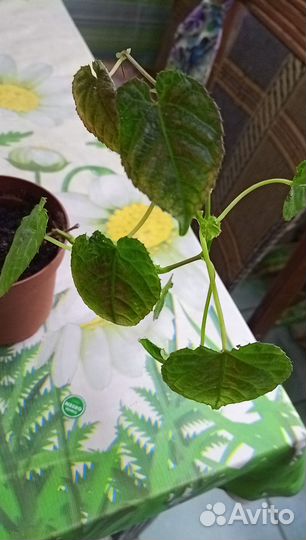 Циссус антарктический