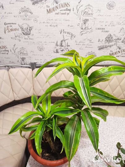 Комнатные растения часть 3