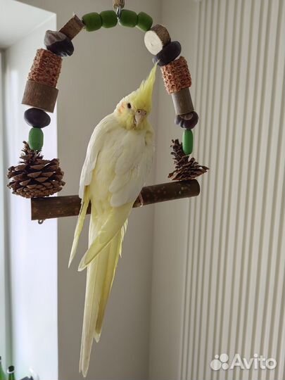 Попугай корелла с клеткой