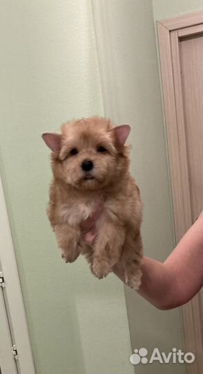 Золотой йорк голдаст девочка