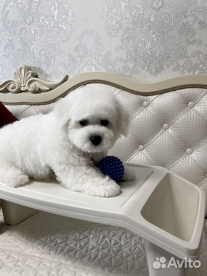 Бишон фризе мальчик