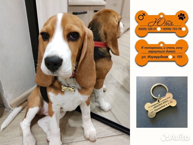 Адресник, жетон для собаки или кошки