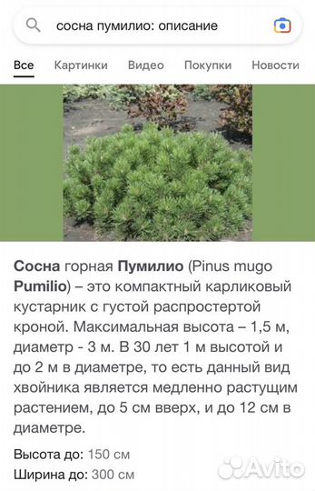 Сосна горная пумилио и другие