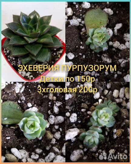Суккуленты детки