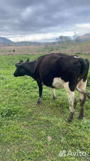 Корова и телка