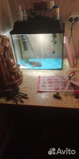Аквариум