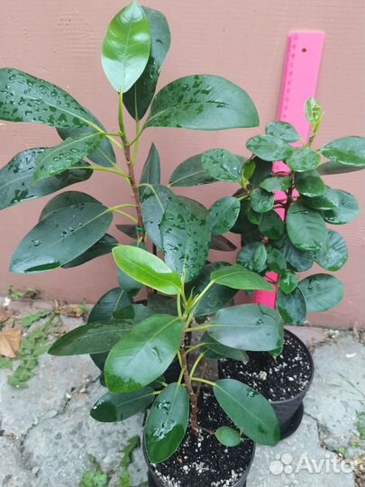 Фикус Рубигиноза. Формоза. Ваткинзиана