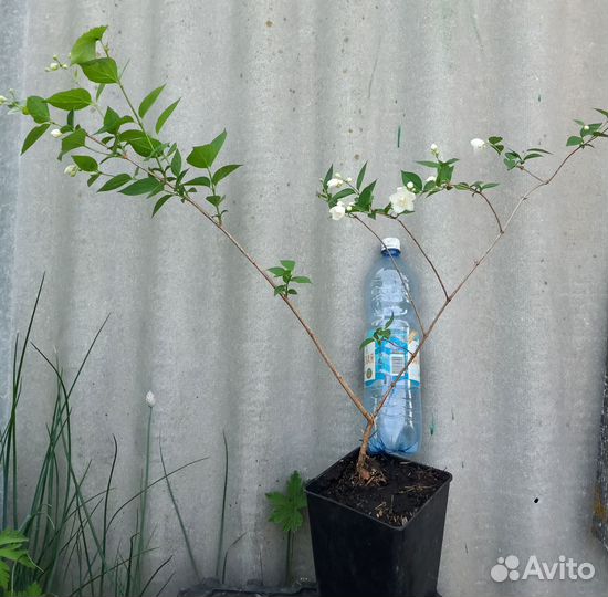 Саженцы чубушник махровый/немахровый (жасмин )