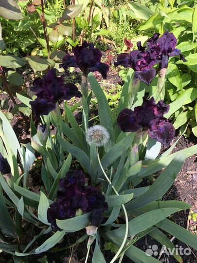 Ирисы