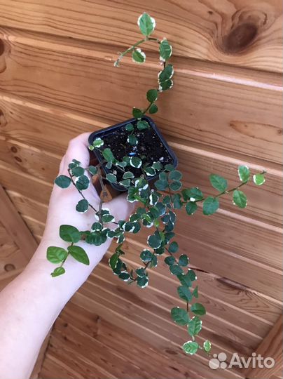 Фикус Пумила уайт санни