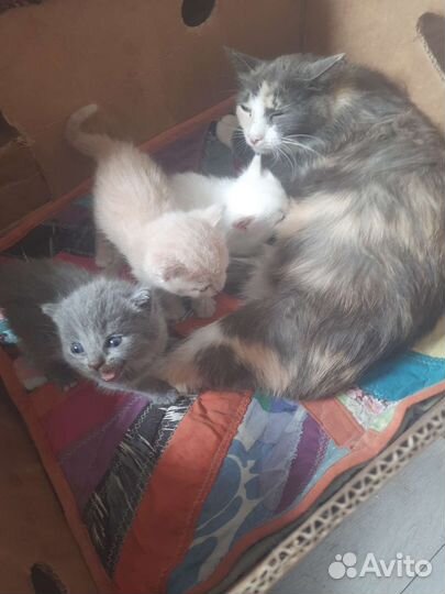 Кошки в добрые руки бесплатно