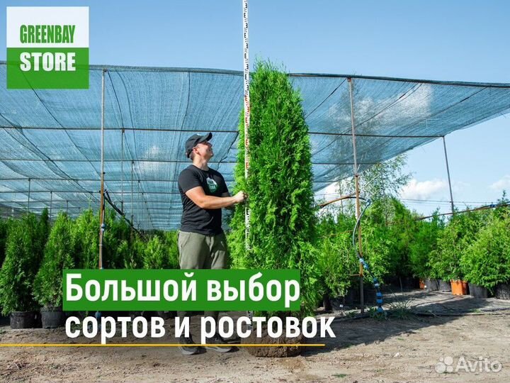 Туя смарагд 160 см