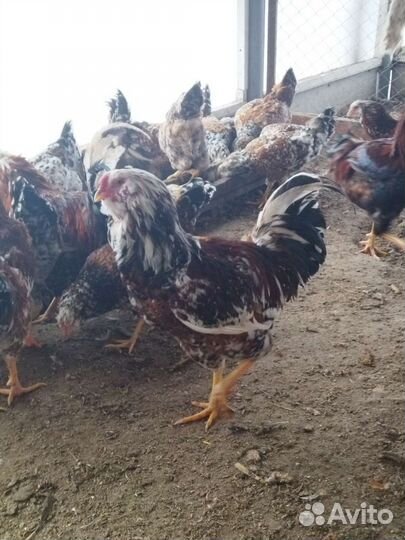 Орловские ситцевые