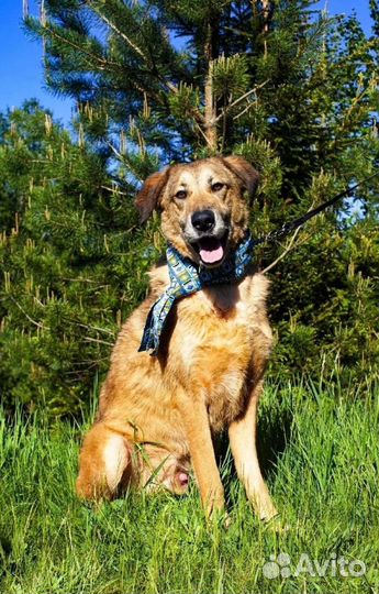 Лучшая собака