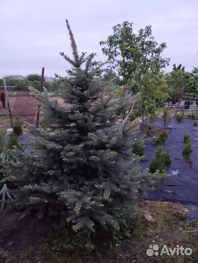 Ель голубая зелёная