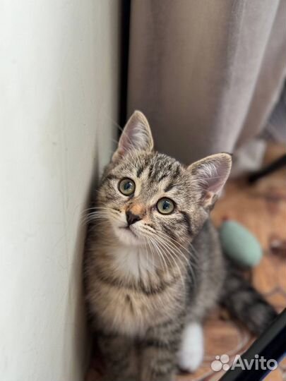 Славная кошечка