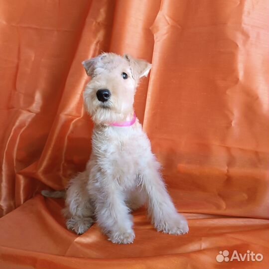 Лейкленд терьер(мини эрдельтерьер )