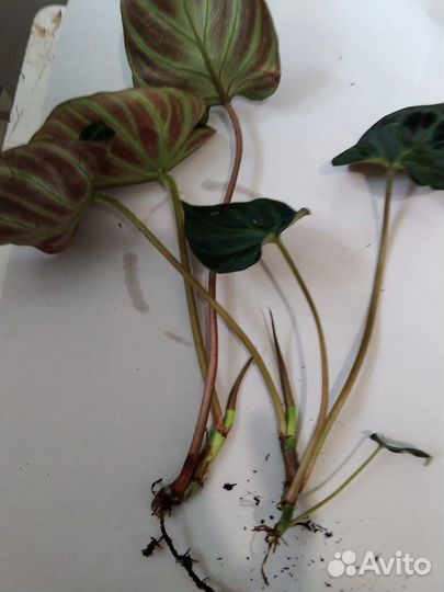 Филодендрон бородавчатый, Гигас, Медуза