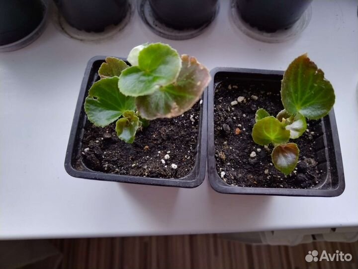 Бегония вечноцветущая махровая