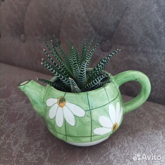 Кактусы и суккуленты
