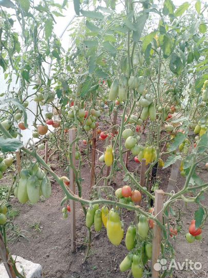 Помидоры свежие домашние. Разные сорта