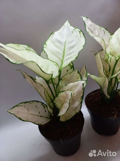 Аглаонема super white